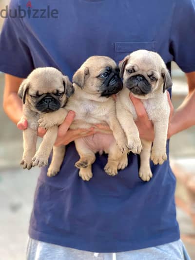 Pug puppies بج