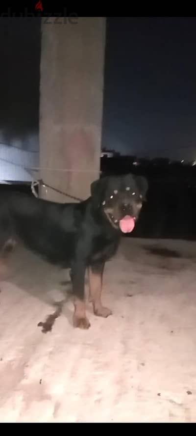 نتايه روت