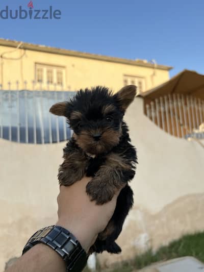 Yorkshire puppies 60 day يورك شاير