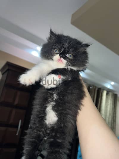 قط دكر شرازي بسكي فيس ذو شعر كثيف