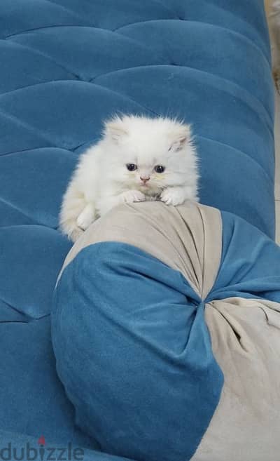 قطط هيمالايا