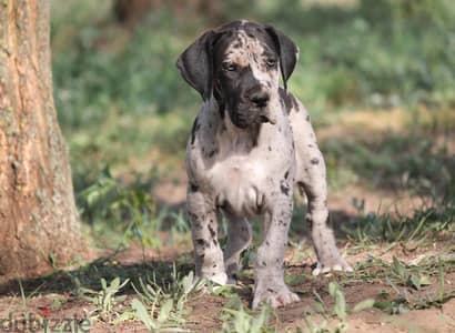 female greatdane 60 days old imported for reservation