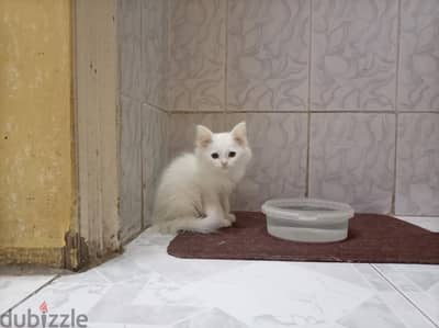 عدد 2 قطه شيرازي