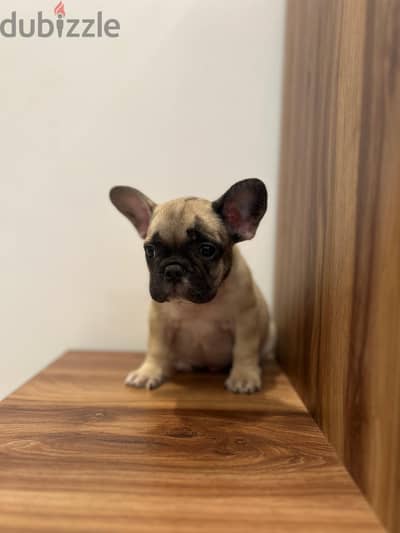 دكر فرينش بولدوح  ميرل French Bulldog male