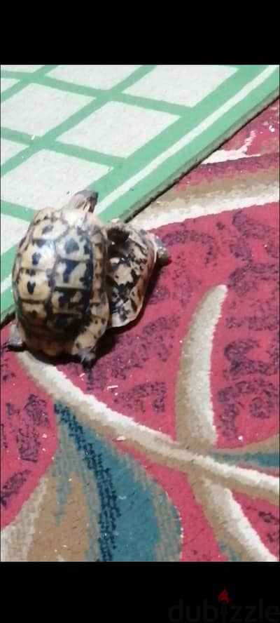 ذكر وانثى يونانى
