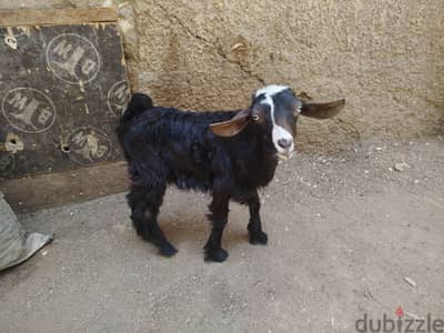 عرض جدى للبيع