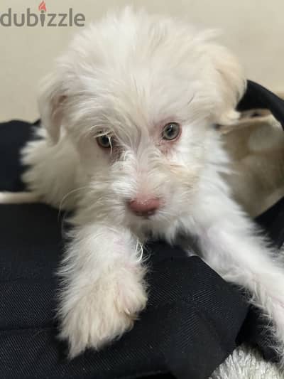 كلب هافانيز ٥٥ يوم ولد havanese