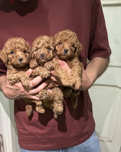Poodle toypoodle بودل