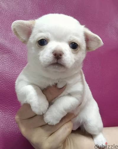 Chihuahua puppy female from Russia