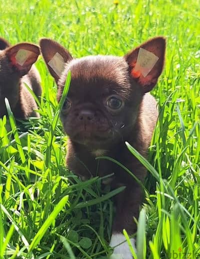 Chihuahua puppy female from Russia