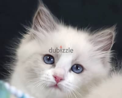 Ragdoll kitten female from Russia