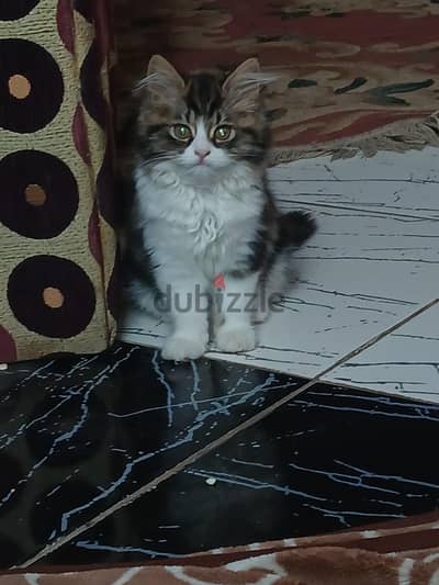 قط شيرازي شقي جداا