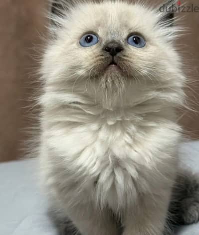 Ragdoll kitten female