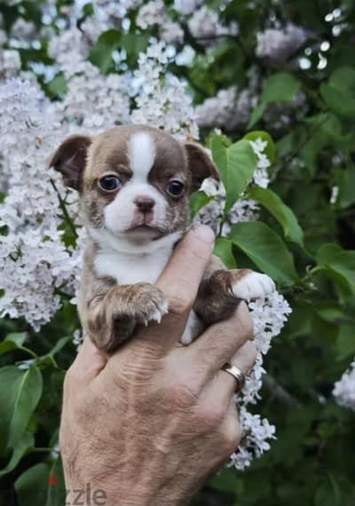 Chihuahua puppy from Russia