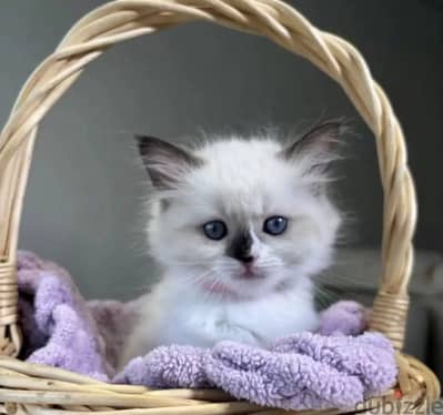 Blue ragdoll from Russia