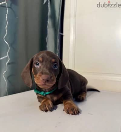 Dachshund puppy boy from Russia