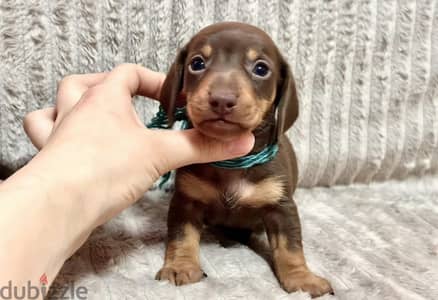 Dachshund puppy boy from Russia
