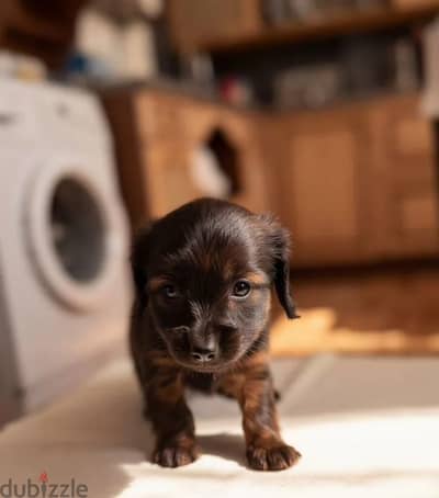 Rabbit dachshund puppy boy from Russia