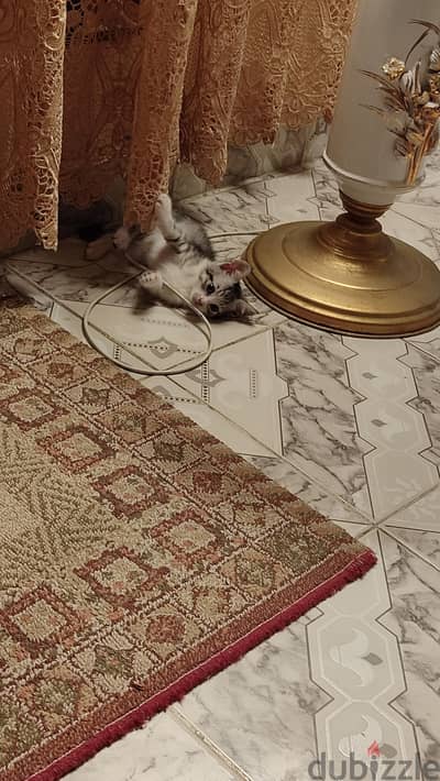 قطة  للتبني