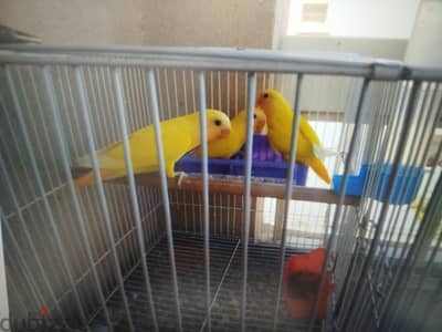 روز اوبلاين اورانج