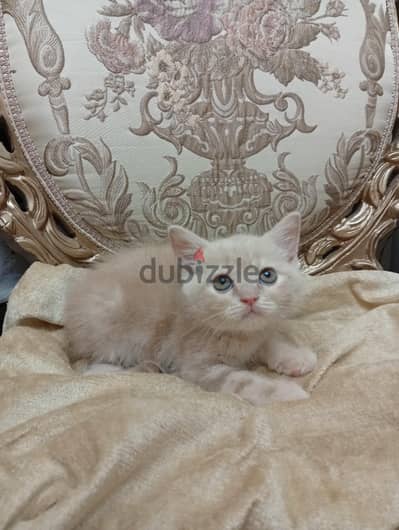 scottish fold/straight kittens -cats