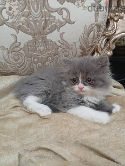 scottish cats - kitten