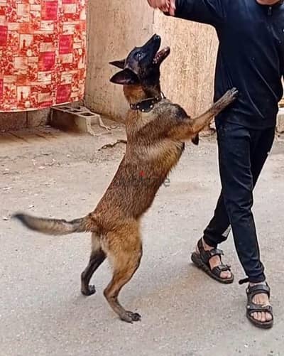 اجمل دكر مالينو 5 شهور