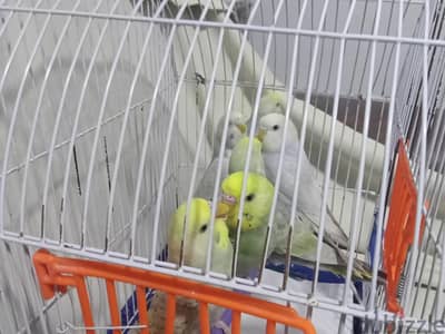 عصفور رينبو ممتاز جدا