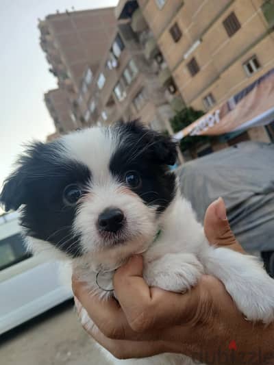 بنوته ٦٠ يوم شبه الباندا بتحب اللعب جدا