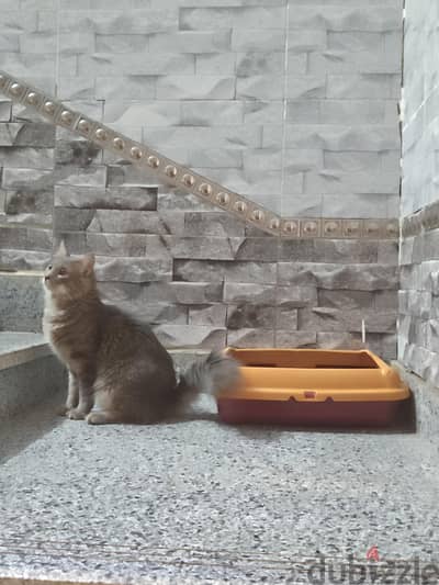 بيع قطه