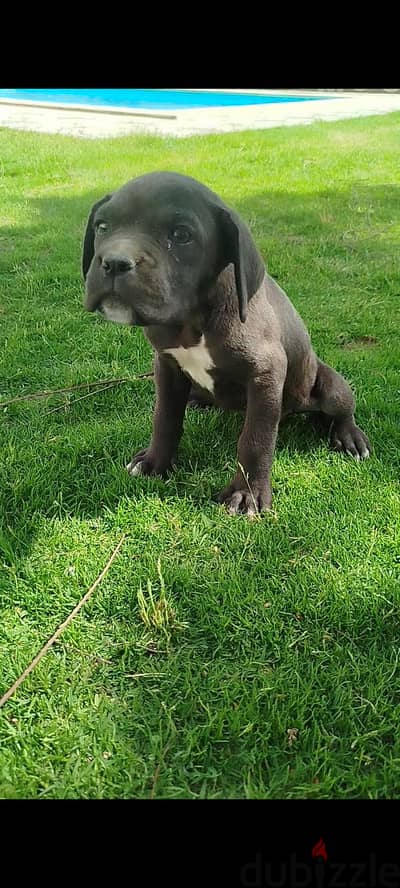 female Cane Corso