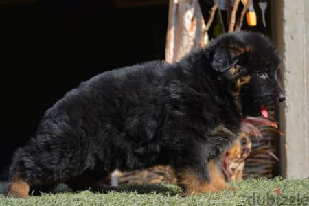 Best German shepherd puppies ever