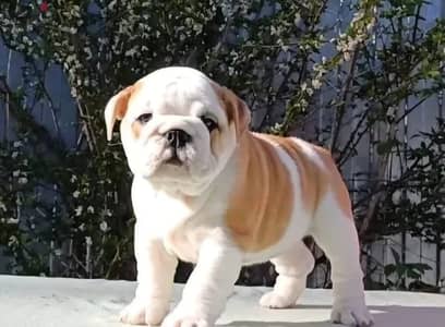 English bulldog puppy female from Russia