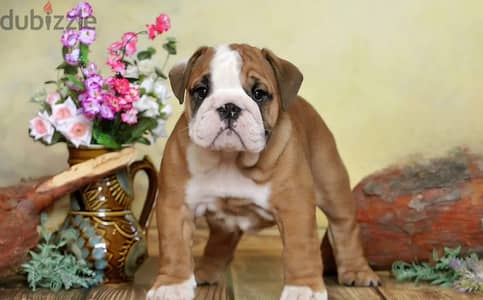 English bulldog puppy female from Russia