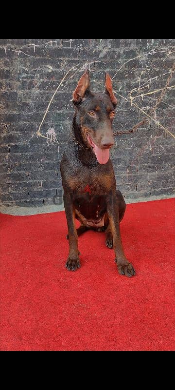 Female Doberman دوبر مان