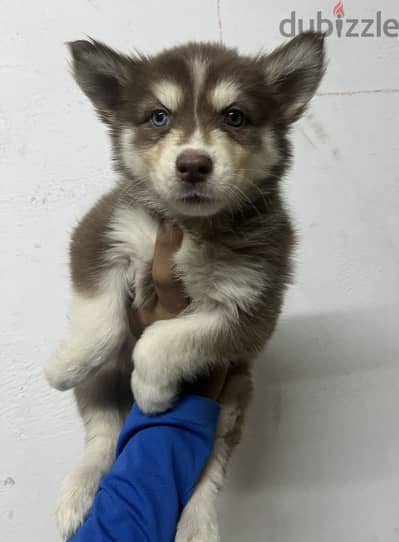 Husky هاسكي