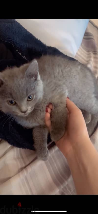 قطة British Shorthair Blue) اليفة