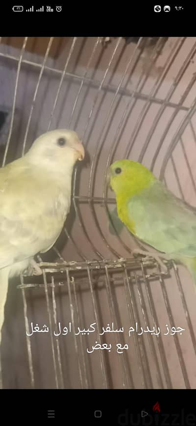 جوز ريدرام سلفر  01100298974