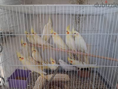 شباب لاتينى والديل لاتينى بريل