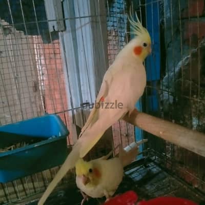 شباب لاتينى والديل لاتينى بريل