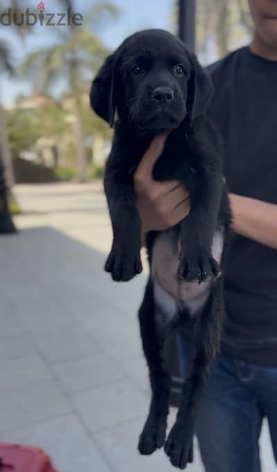 Black lab retreiver بلاك لابرادور ريتريفر