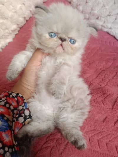 قطه هيمالايا بلو