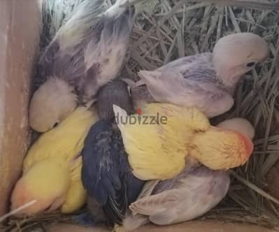 زغاليل روز وفيشر لهواة التأكيل اليدوي