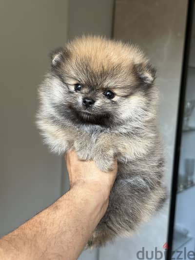 Pomeranian بومرينيان