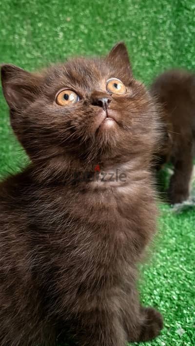 kitten Scottish Straight & Scottish duple Fold male and femel متاحين