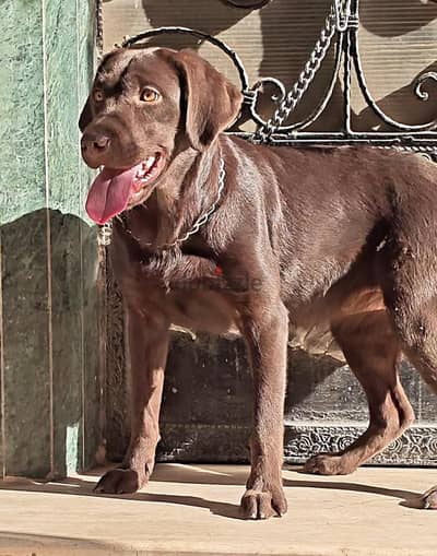 نتايه لابرادور  شوكلت  Labrador Chocolate