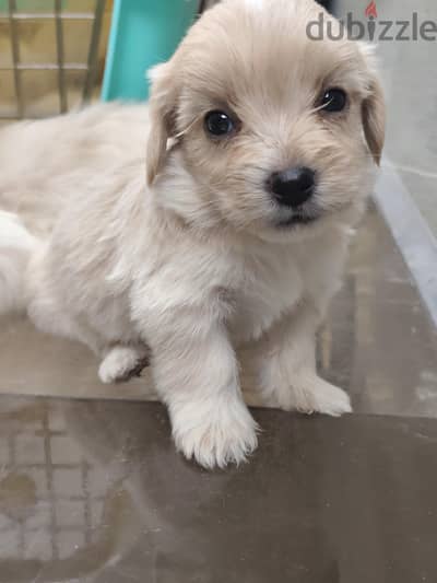 كلب maltipoo