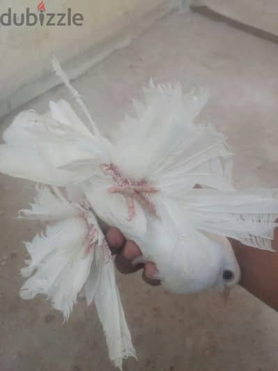 جوز بيض شقلباظ