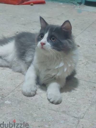 قط شيرازي  3 شهور