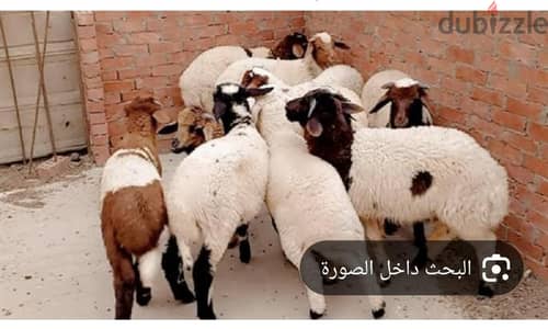 مطلوب خرفان